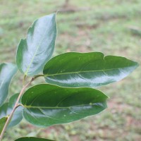 <i>Hopea cordifolia</i>  (Thwaites) Trimen